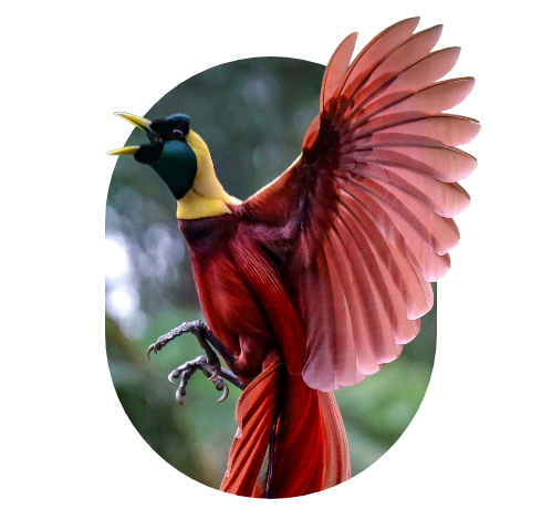 CRM consultancy from Flourish - Optimise (bird spreading wings)