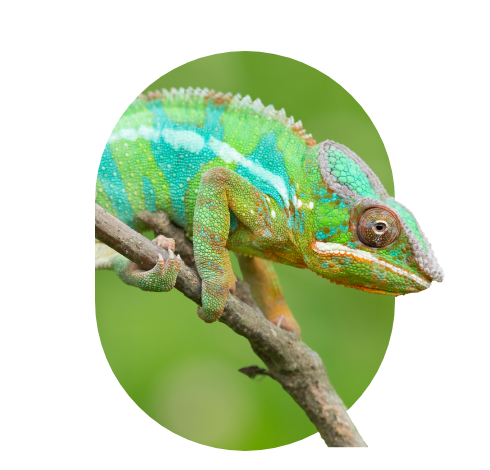 CRM Consultancy from Flourish - chameleon - Transform