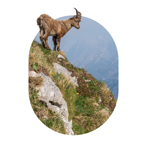 CRM consultancy from Flourish - Elevate (Goat on a hill)