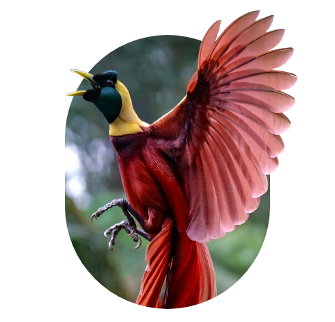 A bird of paradise with a black face, yellow neck and burgundy body flies to the left with wing fanned and beak open presumably making a call
