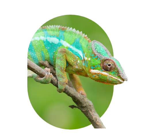 A Chameleon sat on a stick showcasing it's varying coloured scales. It is exhibiting a green and turquoise base with a dorsal white strip, and accents of orange on the fringe of it's crest and tips of it's toes.