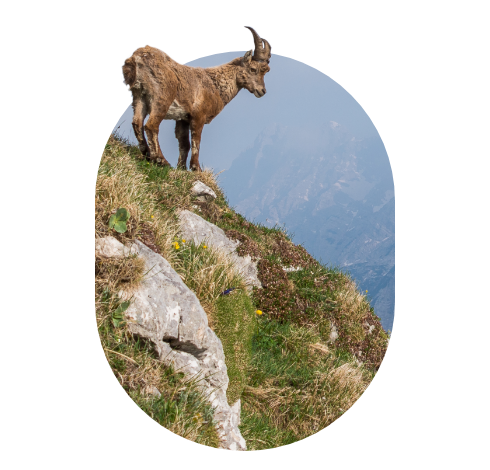 A brown mountain goat with curved back horns stares down a grassy and rocky mountain side, portraying his prowess and ease existing at such steep heights